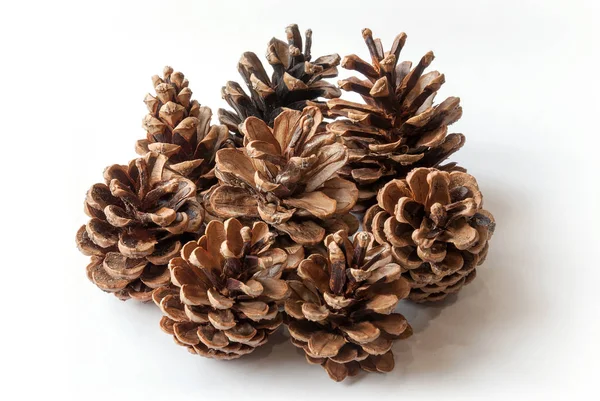 Pine Cones Isolated White Background Stock Image