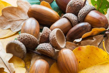 Meşe palamudundan bileşimi.