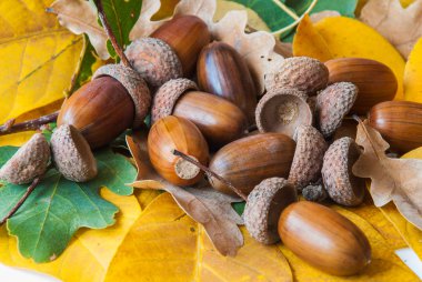 Meşe palamudundan bileşimi.