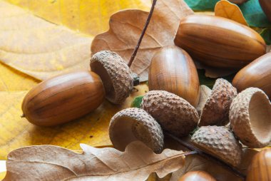 Meşe palamudundan bileşimi.