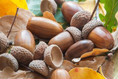 Meşe palamudundan bileşimi.