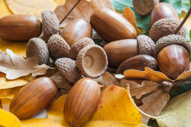 Meşe palamudundan bileşimi.