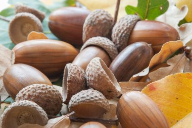 Meşe palamudundan bileşimi.