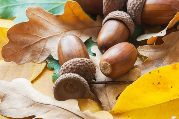 Composizione Ghiande Quercia — Foto Stock