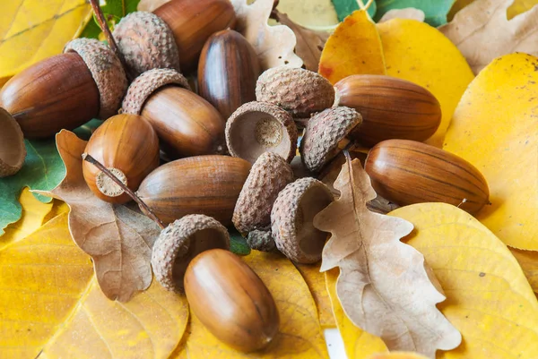 Samenstelling Van Eikels Van Eiken — Stockfoto