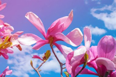 Çiçek açan manolya ağacı. güzel mor çiçek.