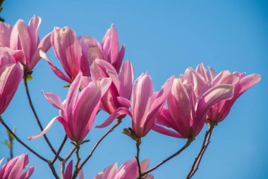 Çiçek açan manolya ağacı. güzel mor çiçek.