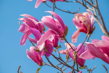 Çiçek açan manolya ağacı. güzel mor çiçek.