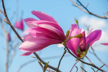 Çiçek açan manolya ağacı. güzel mor çiçek.