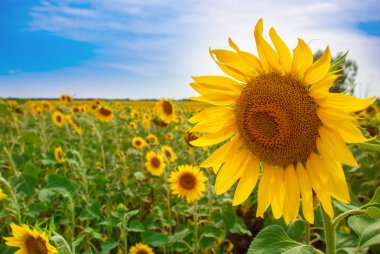Ayçiçeği doğal arka plan. Ayçiçeği açıyor..