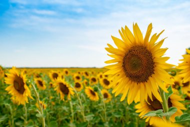 Ayçiçeği doğal arka plan. Ayçiçeği açıyor..