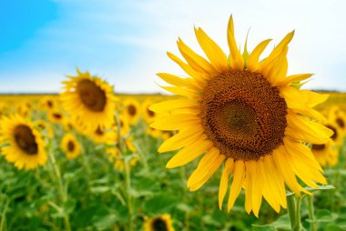 Ayçiçeği doğal arka plan. Ayçiçeği açıyor..