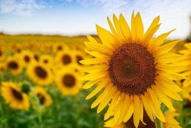 Ayçiçeği doğal arka plan. Ayçiçeği açıyor..