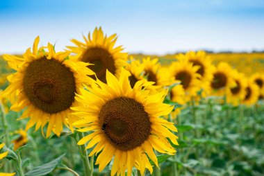 Ayçiçeği doğal arka plan. Ayçiçeği açıyor..