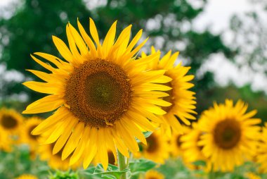 Ayçiçeği doğal arka plan. Ayçiçeği açıyor..