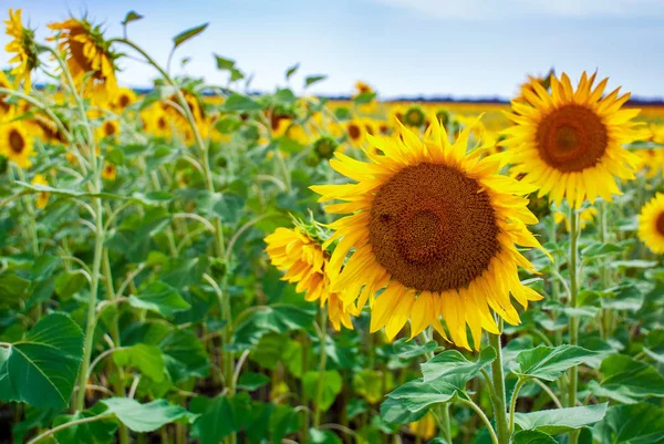 Sunflower natural background. Sunflower blooming. — Stock Photo, Image