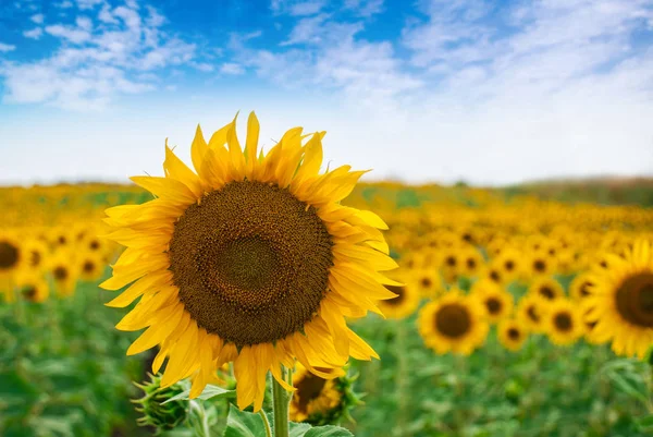 Sunflower natural background. Sunflower blooming. — Stock Photo, Image