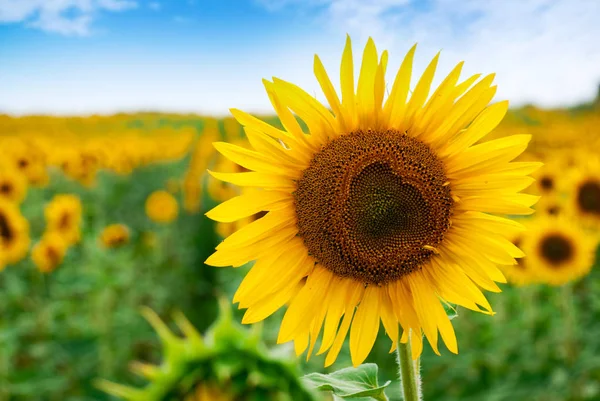 Sunflower natural background. Sunflower blooming. — Stock Photo, Image