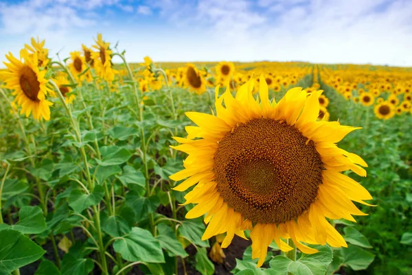 Sunflower natural background. Sunflower blooming. Royalty Free Stock Photos