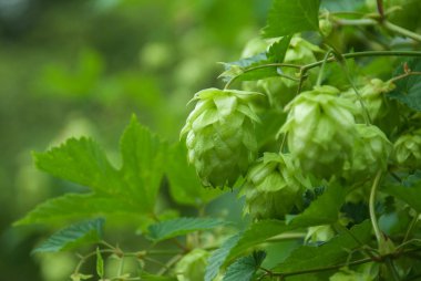 Yeşil sıçrayışlar yaklaşıyor. Yeşil zıpzıp bira malzemesidir. Yeşil zıplıyor tarım.