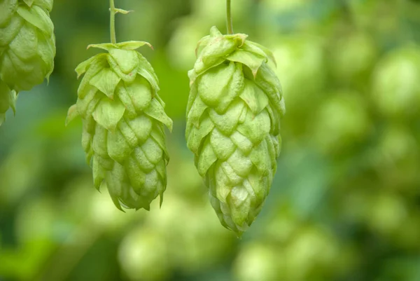 Green hops close up. Green hops is beer ingredient. Green hops agriculture. — Stock Photo, Image