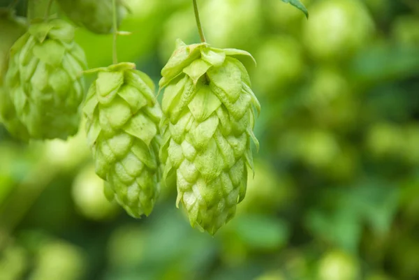 Grüner Hopfen aus nächster Nähe. Grüner Hopfen ist Bierbestandteil. Grüne Hopfen-Landwirtschaft. — Stockfoto