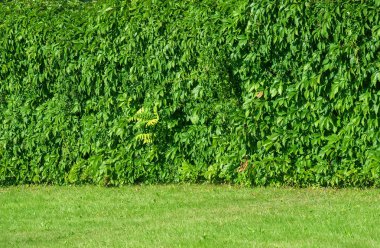 Duvarı sarmaşık yaprakları kaplıyor.