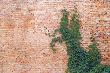 Eski doku tuğla duvar, arka plan, detaylı desen içinde sarmaşık kaplı