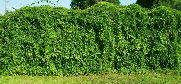 Leaves of ivy covering the wall — Stock Photo, Image