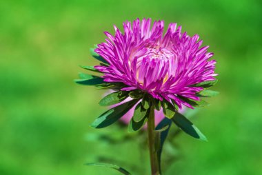 Canlı pembe astra makro çiçek arka plan