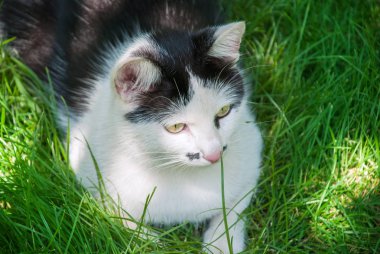 Armut ağacı dalı üzerinde taze sulu armut. Doğal organik armut 