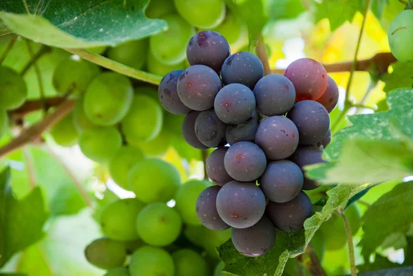 Skupina modrých hroznů ve vinici — Stock fotografie