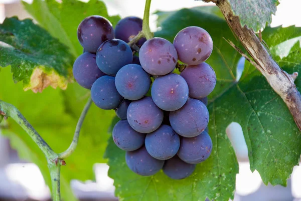 A bunch of blue grapes at vineyard — Stock Photo, Image