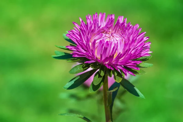 Canlı pembe astra makro çiçek arka plan