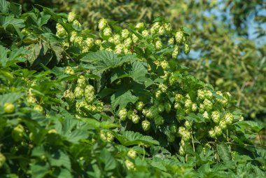 Yeşil zıplar yakın. Yeşil şerbetçiotu bira malzemesidir. Yeşil hops bir