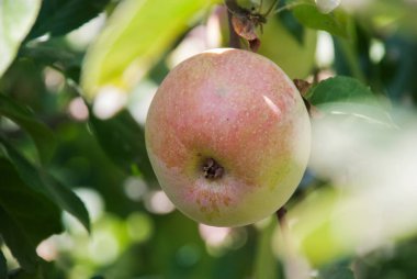 bir bahçede bir ağaç üzerinde taze olgun elma