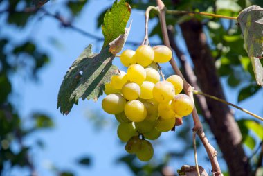 Bağda bir demet yeşil üzüm