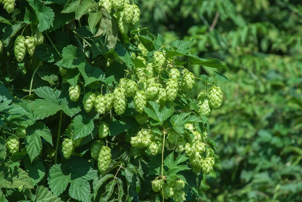 Salto verde de perto. O lúpulo verde é um ingrediente de cerveja. Salto verde a — Fotografia de Stock