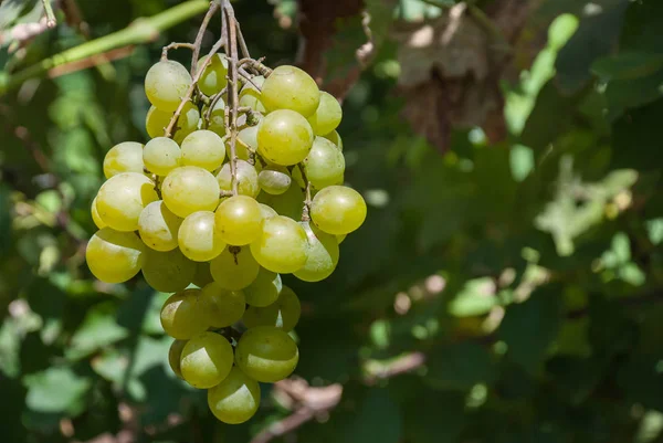 A bunch of green grapes at vineyard — Stock Photo, Image