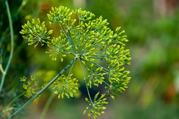 迪尔·阿内图姆墓花上的昆虫 — 图库照片