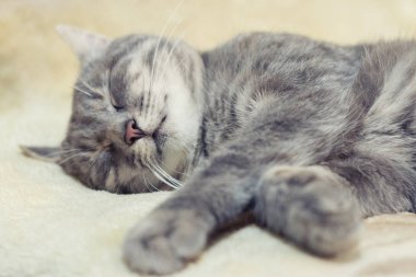 Gri kedi uyku portre