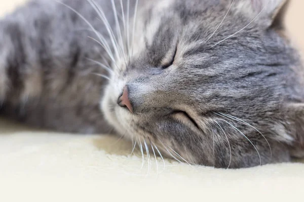 Porträt einer grauen Katze, die auf einem Handtuch schläft — Stockfoto