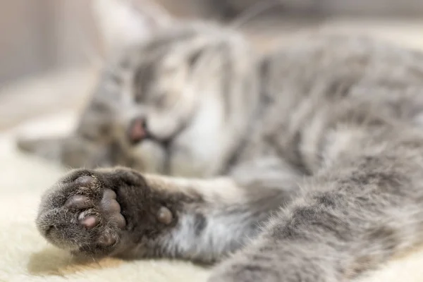 Las patas del sueño, rayas, gatito doméstico — Foto de Stock