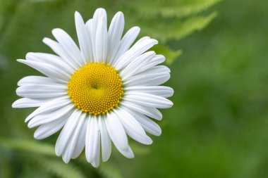 Papatya tarlası çiçekleri sınırı. Güneşin altında çiçek açan tıbbi papatyalarla güzel bir doğa sahnesi.