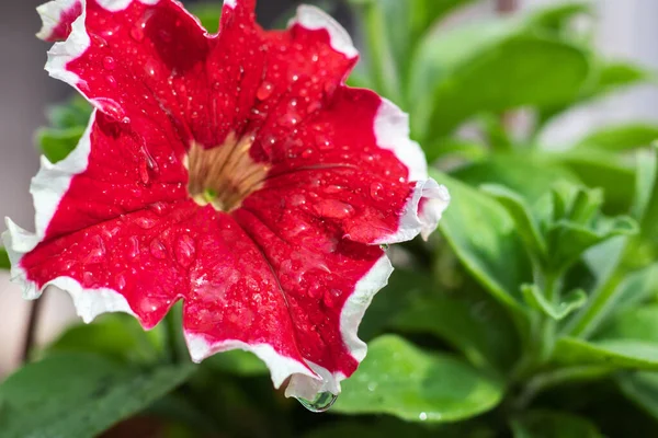 Vackert Vatten Droppe Röd Blomma — Stockfoto
