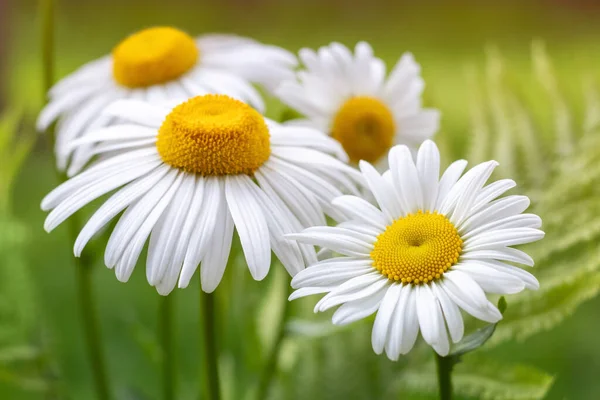 Camomilla Campo Fiori Confine Bella Scena Naturale Con Camomille Mediche — Foto Stock