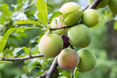 Ağaçta taze yeşil erikler.