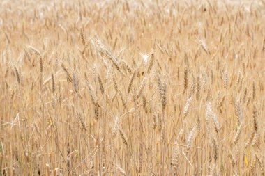 Altın buğday tarlası. Güzel Doğa Günbatımı Manzarası. Olgunlaşan çayırlık buğday tarlalarının arka planı