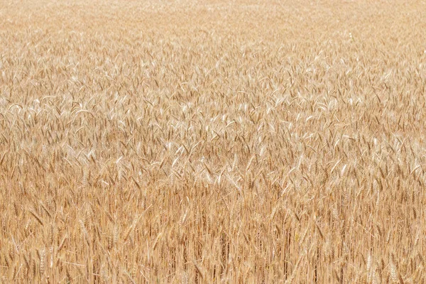 Campos Trigo Final Verão Totalmente Maduros — Fotografia de Stock