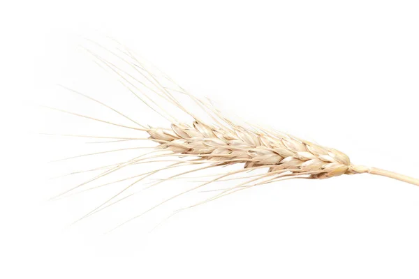 Buğday Başakları Beyaz Arkaplanda Izole — Stok fotoğraf